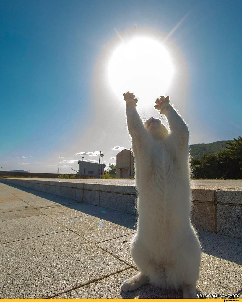 Солнечная кошка