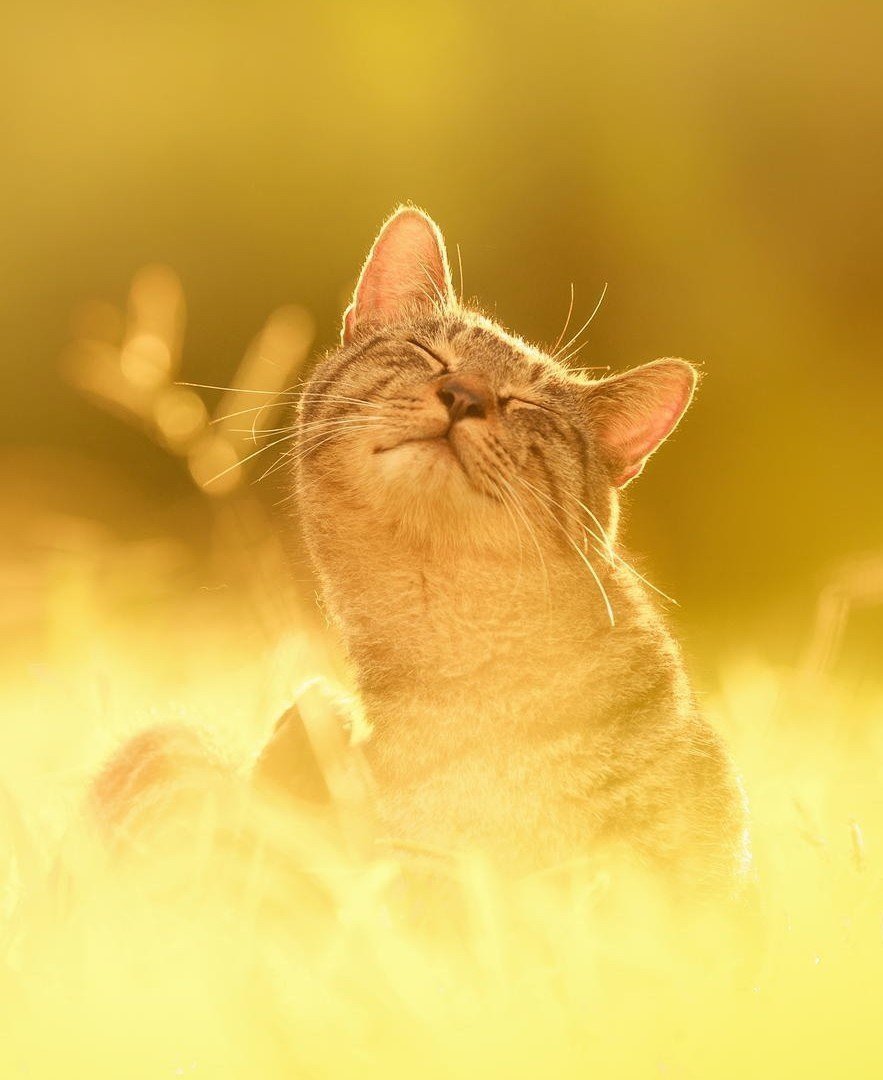 Тепло солнца