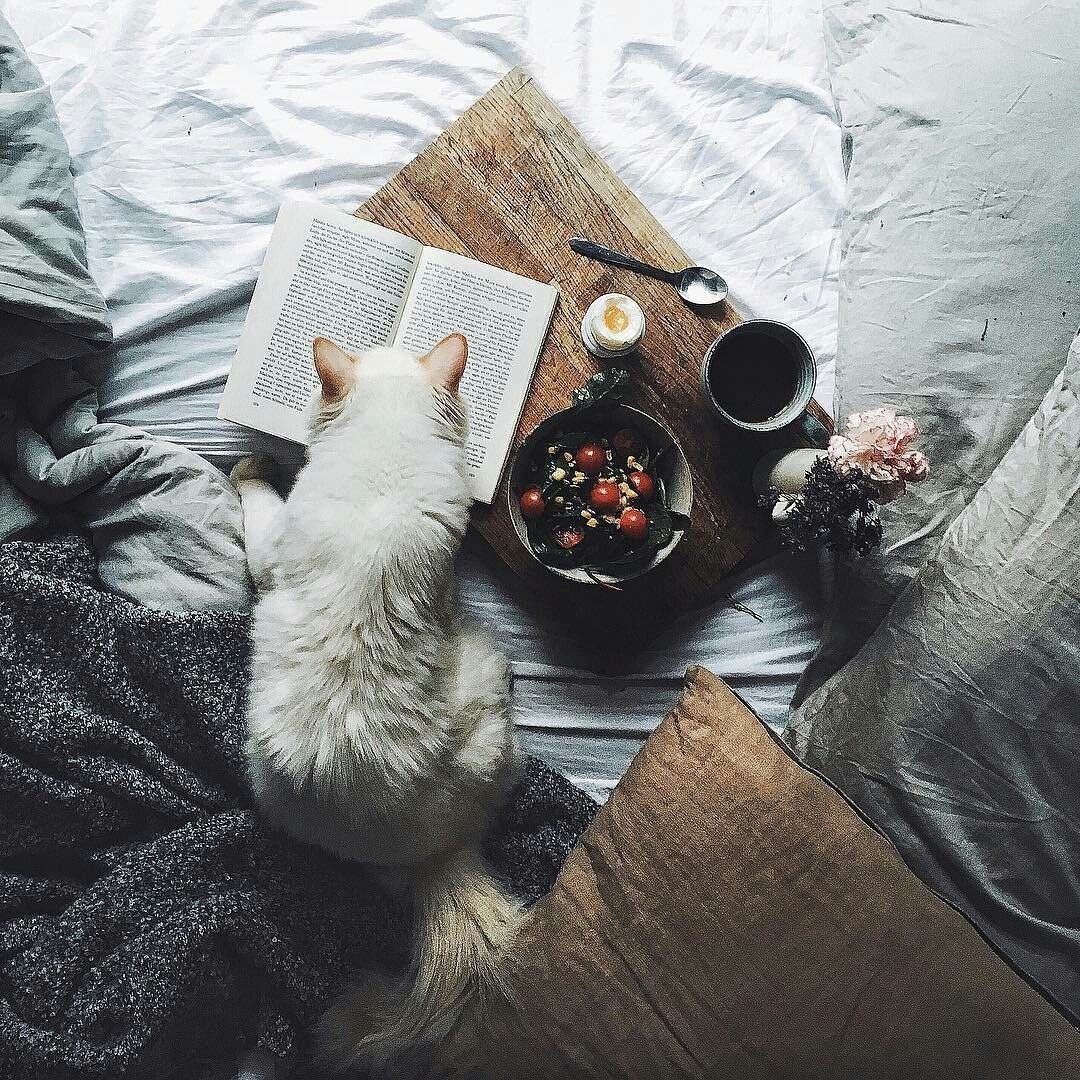 Деревенский кот