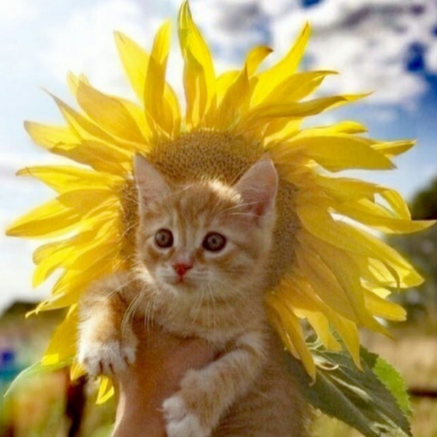 Доброе утро с рыжими котами