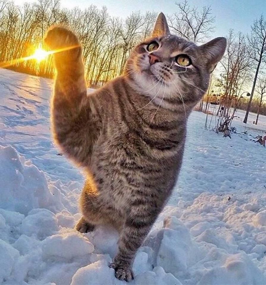 Котик с кофе