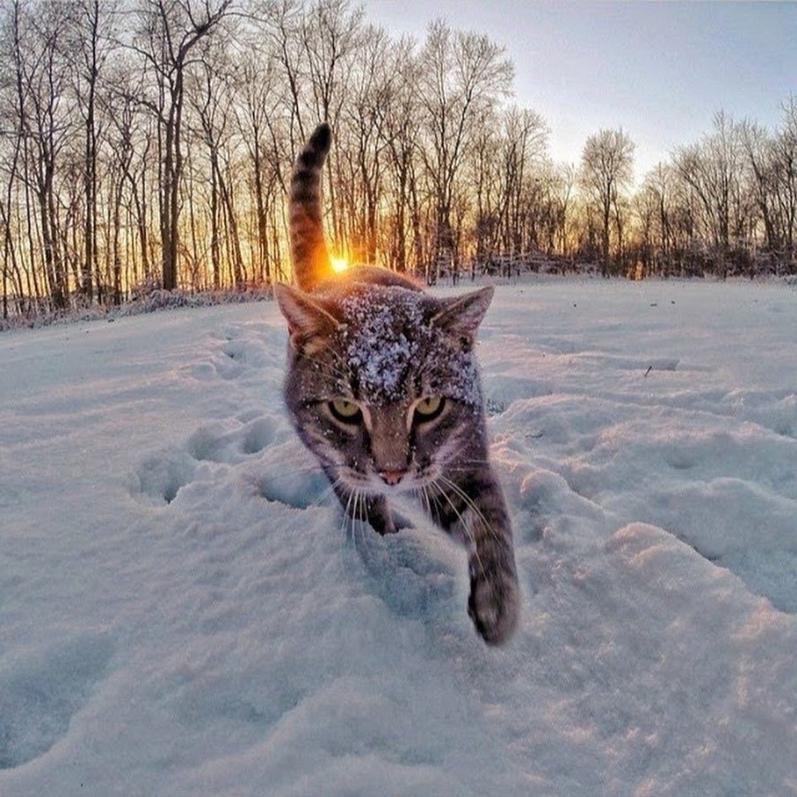 Эстетика с котами