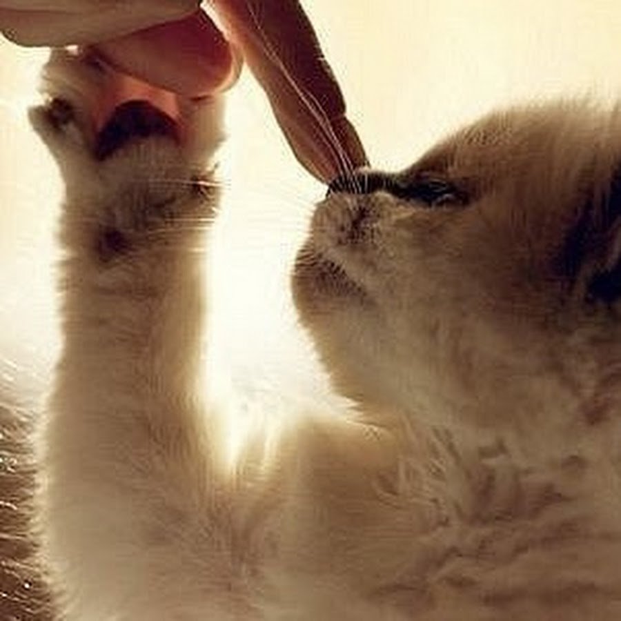 Атмосферные котики