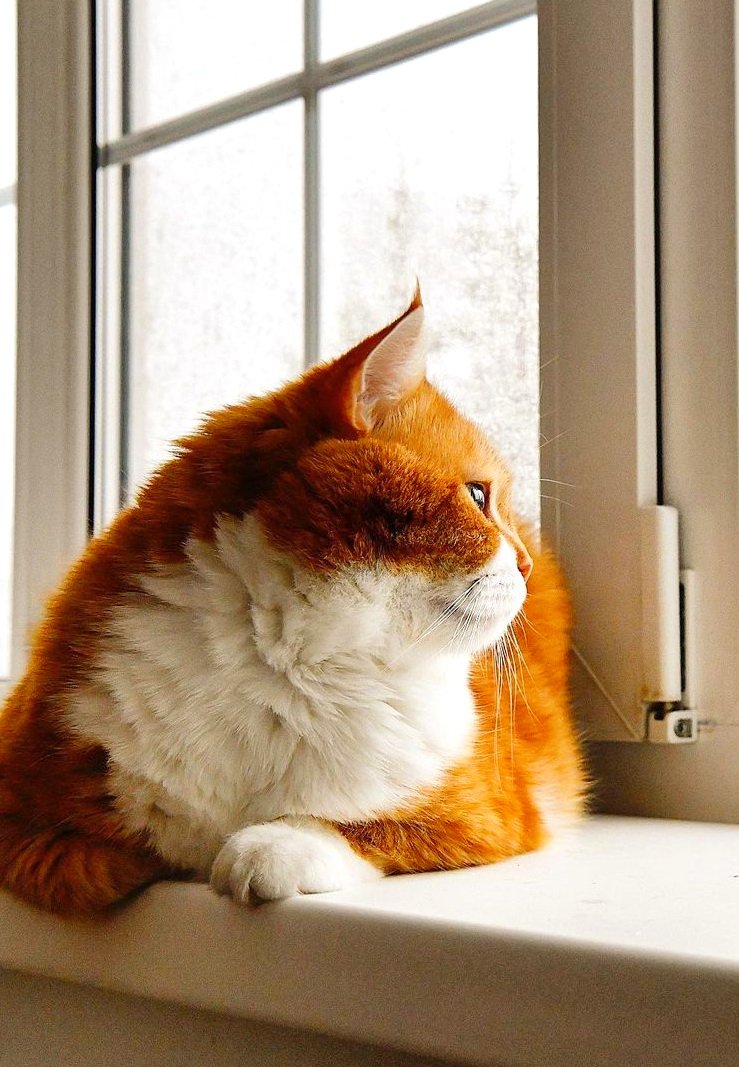 Уютные кошки