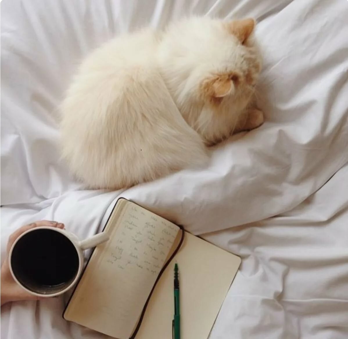 Эстетика книг и кота