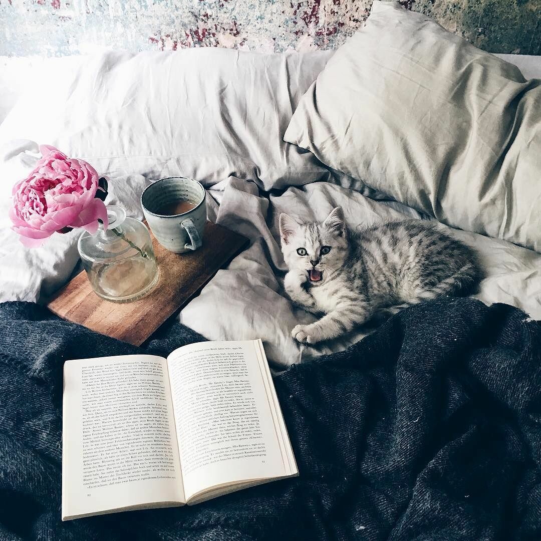 Книга котик
