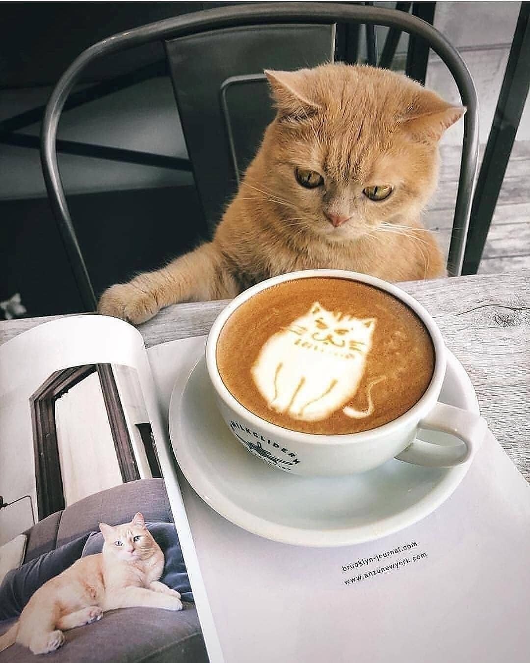 Кошка с кофе