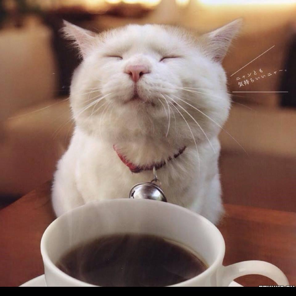 Доброе утро с котом и кофе