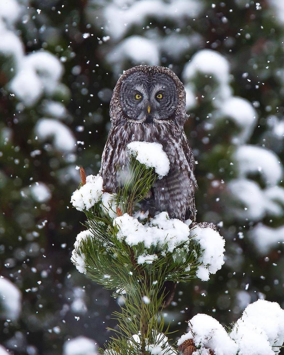 Сова в снегу
