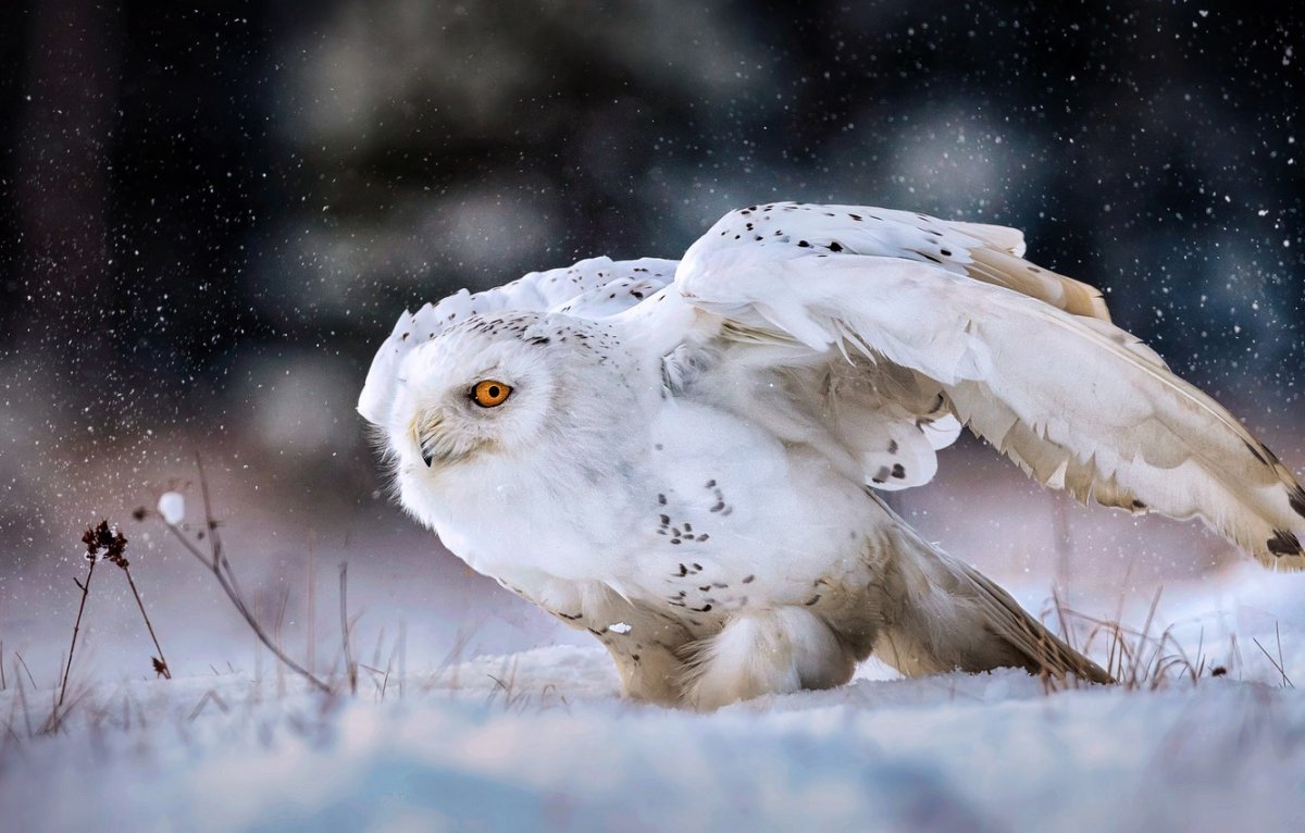 Совы Полярные