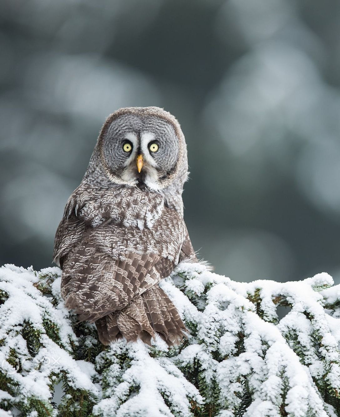 Бородатая неясыть Совиные