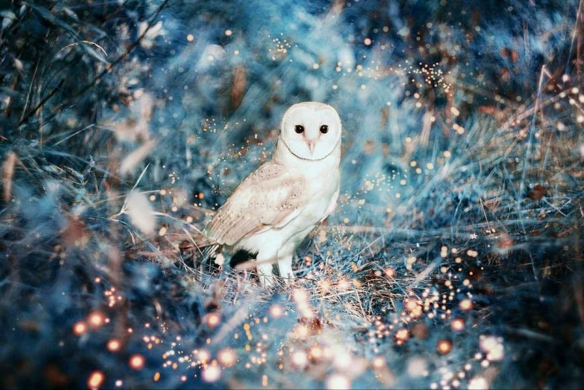 Полярная сипуха
