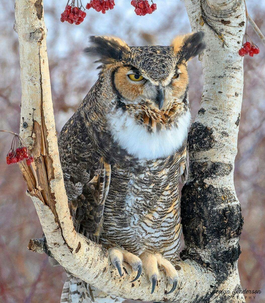 Сибирский Филин