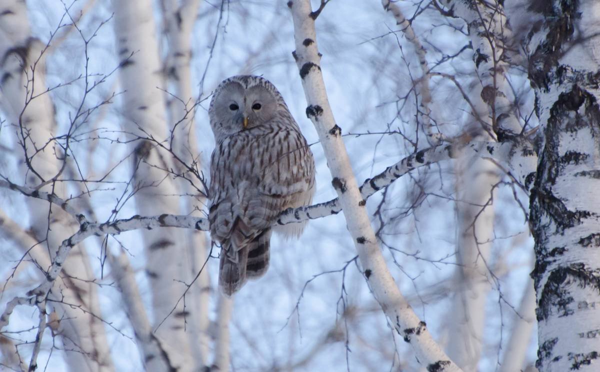 Ночные птицы Сибири