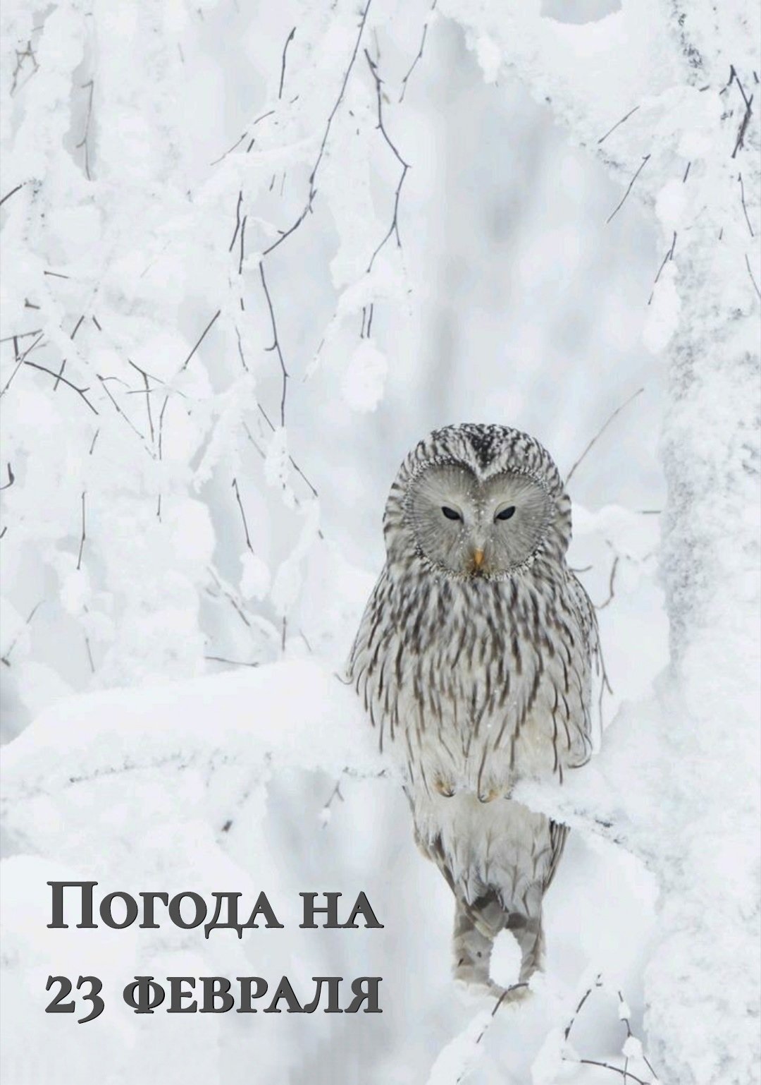 Сова зимой