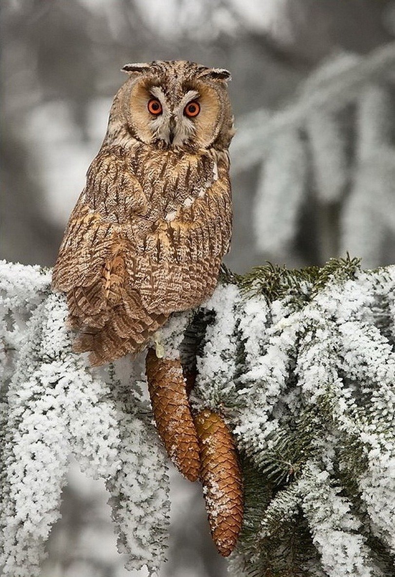 Ушастая Сова ёль