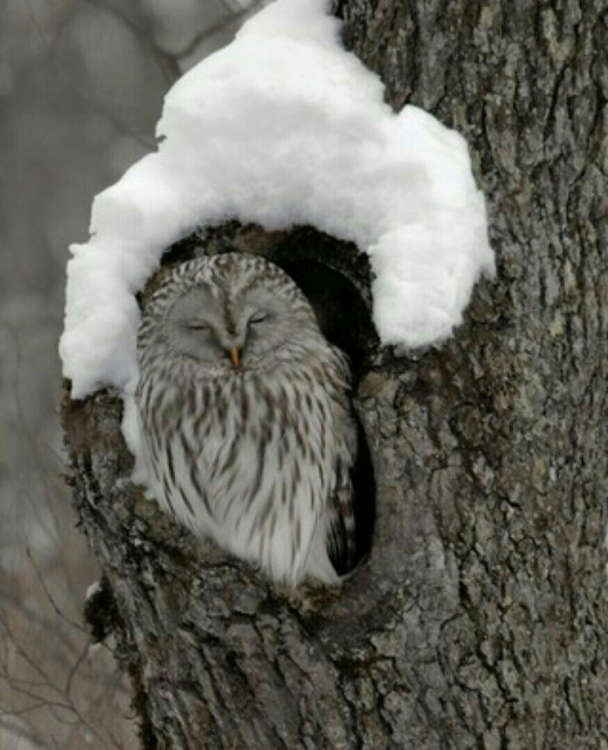 Полярная Сова в дупле
