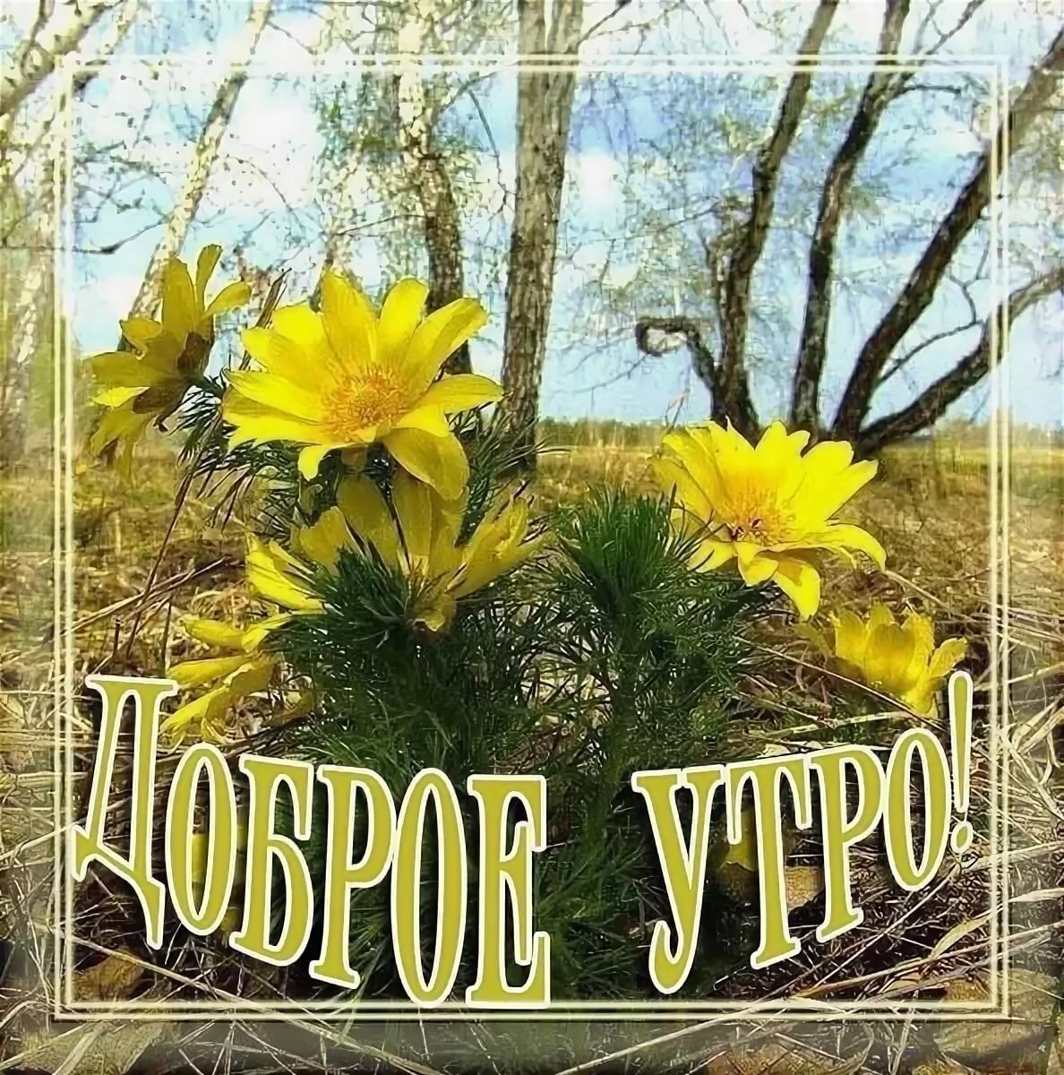 Доброго весеннего дня картинки