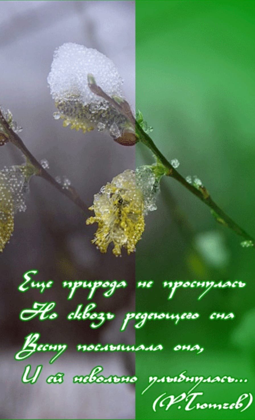 Орхидея с пожеланиями доброго утра