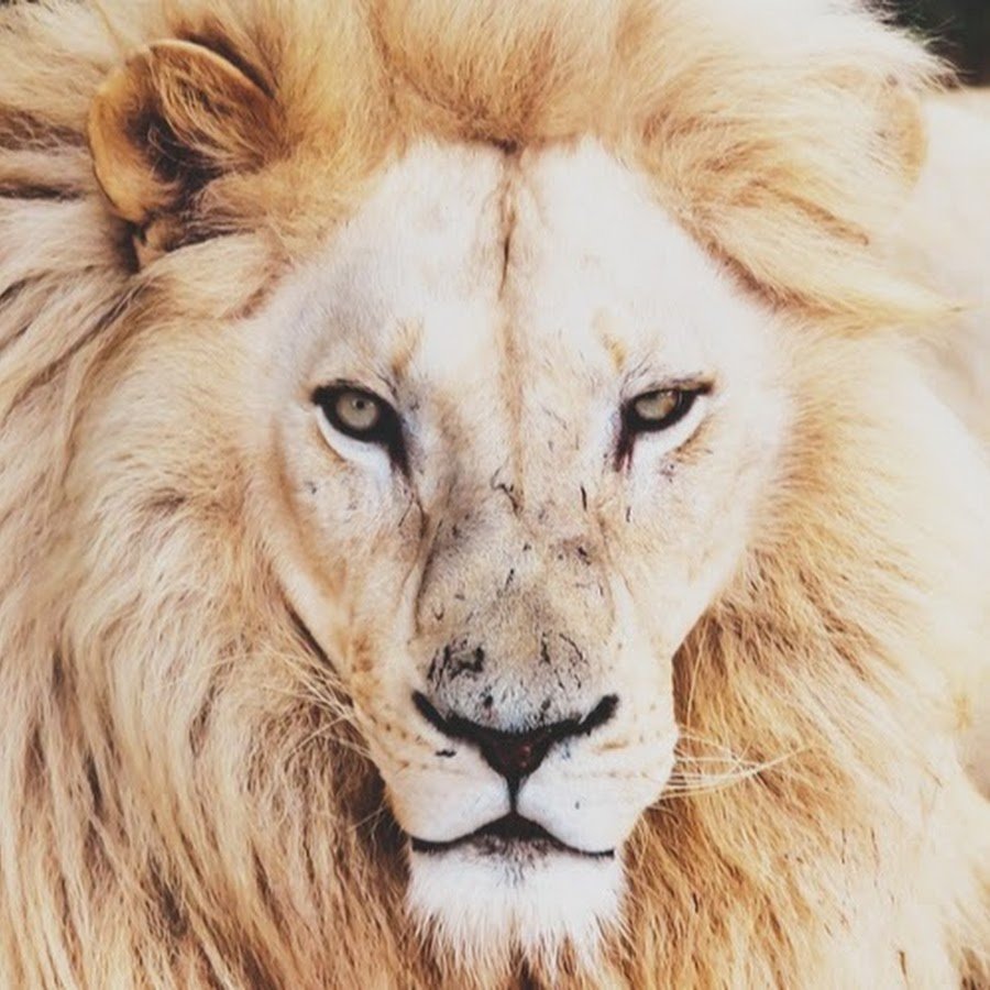 Лев аватарка