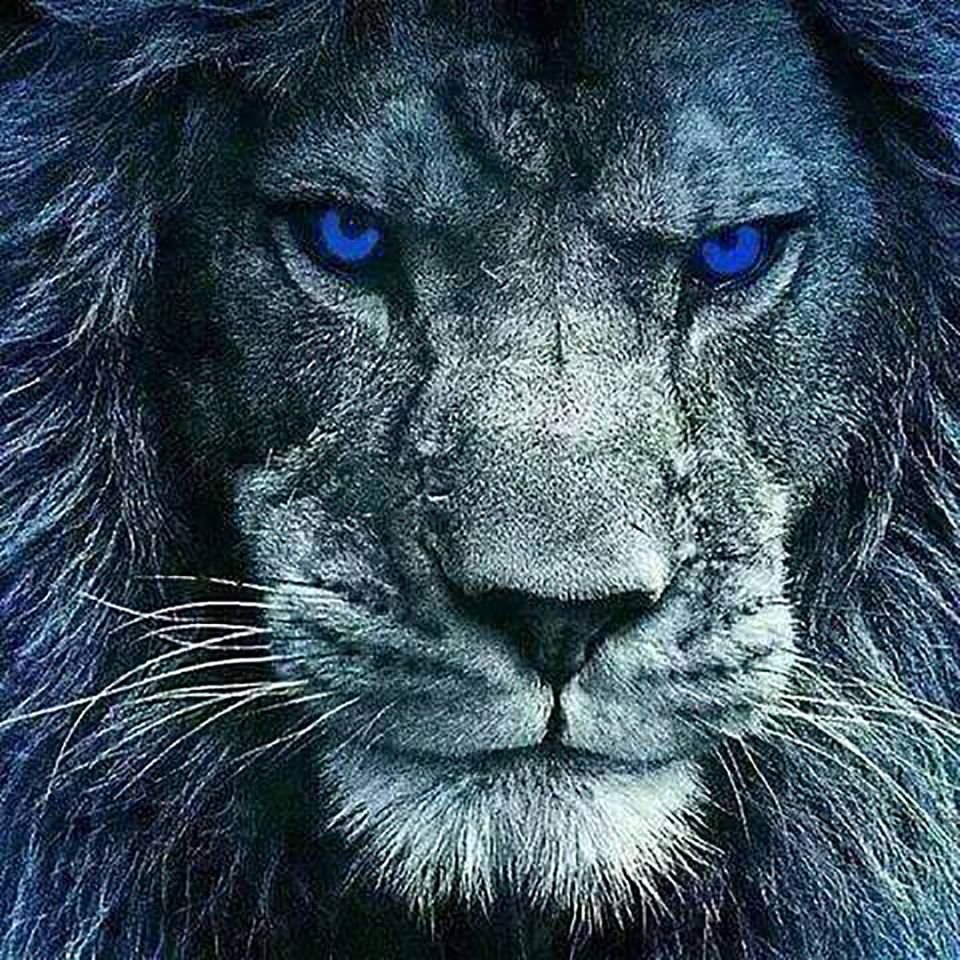 Обои на телефон Лев