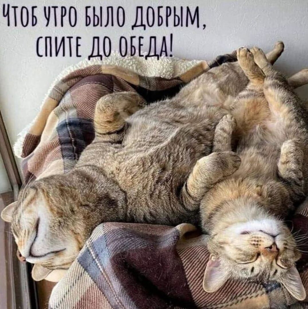 Доброе утро Совенок