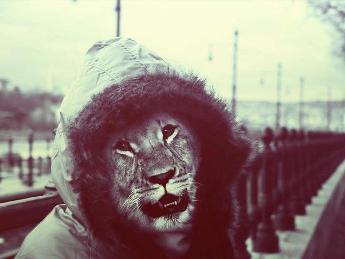 Лев в капюшоне