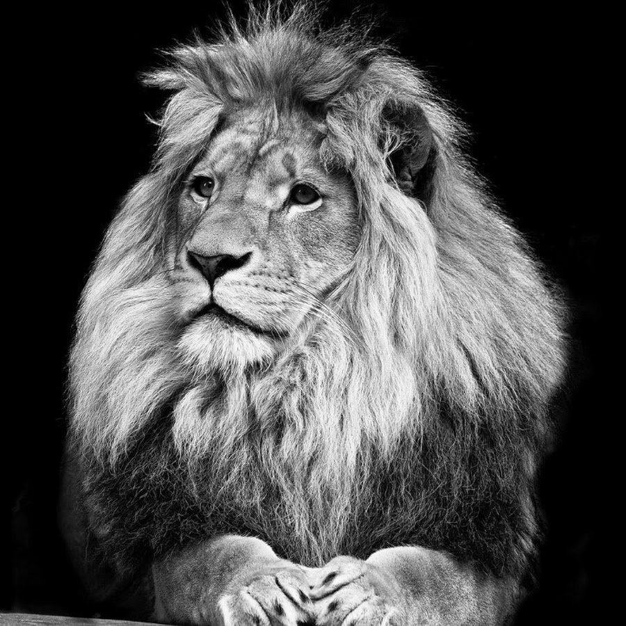 Лев иудейский