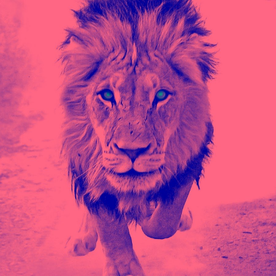 Аватарки для ВК Лев