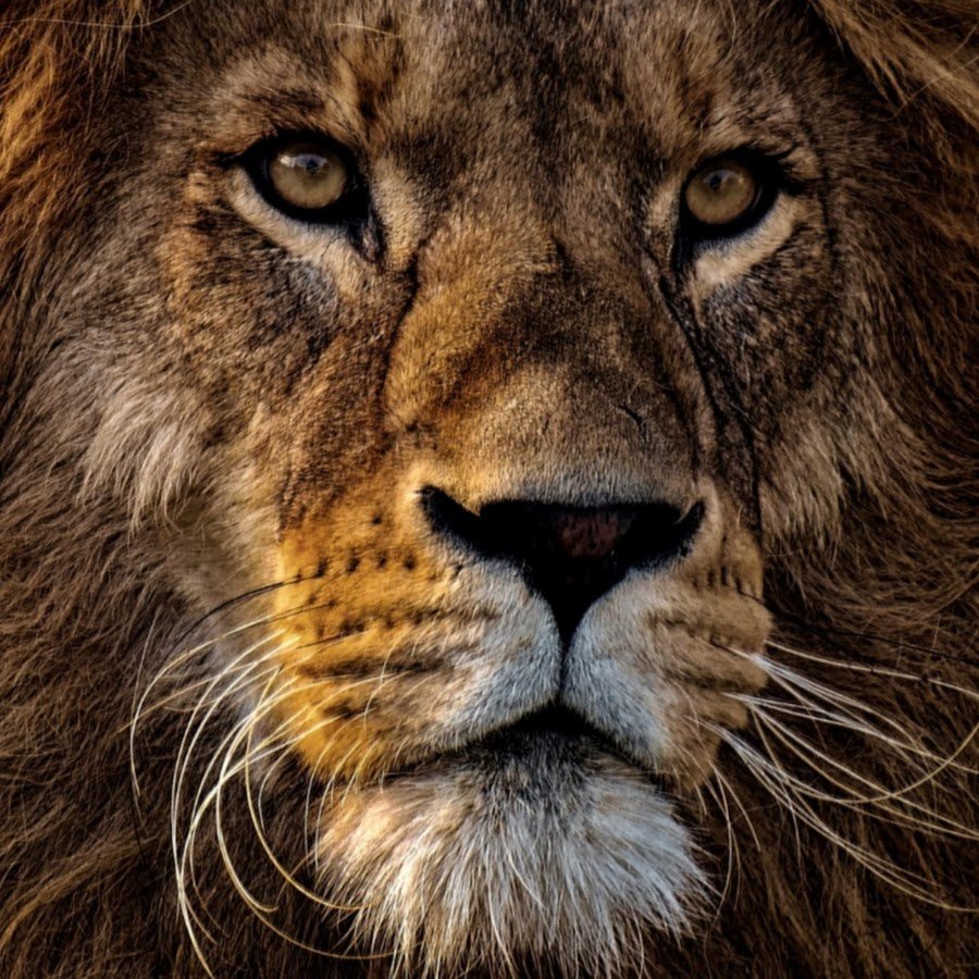 Аватар для профиля Лев