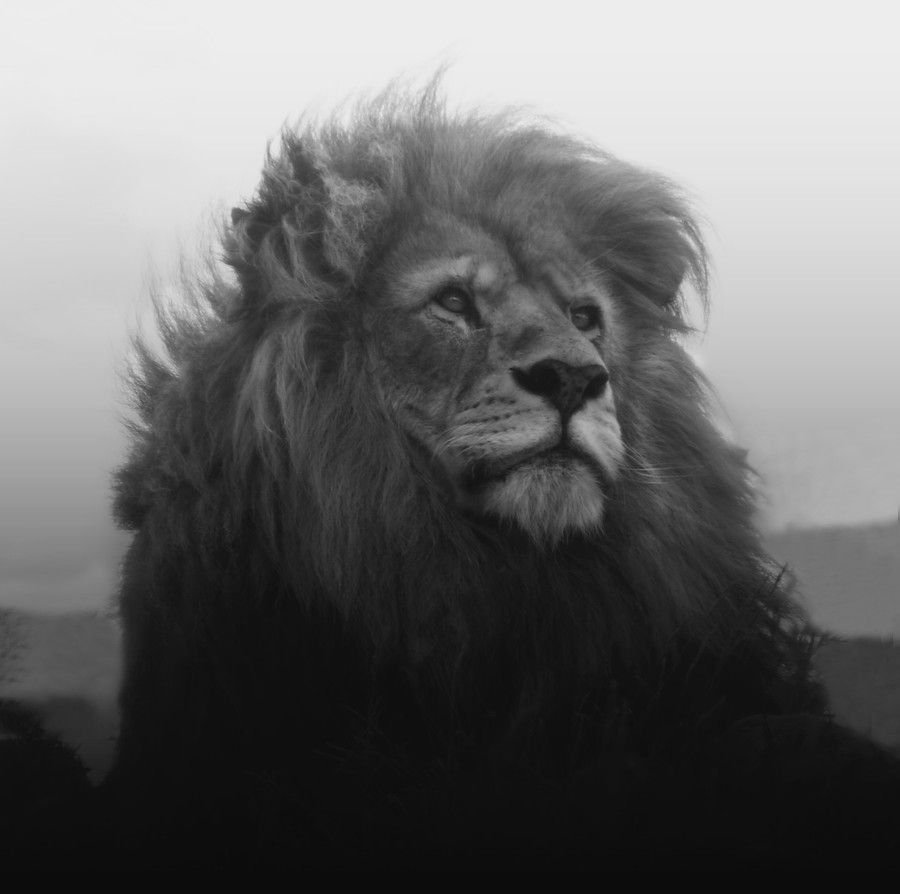 Азербайджанский Лев