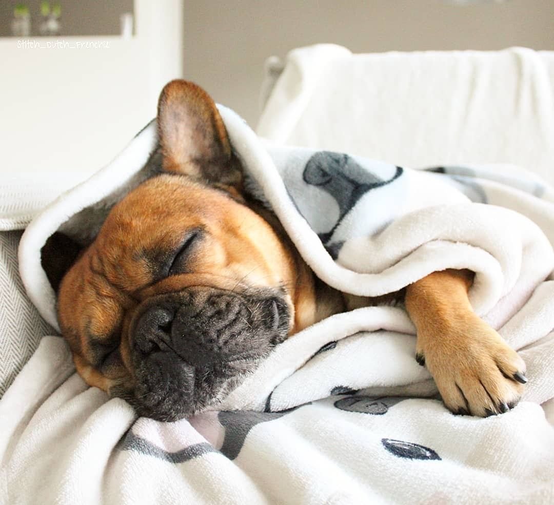 Невыспавшаяся Сова