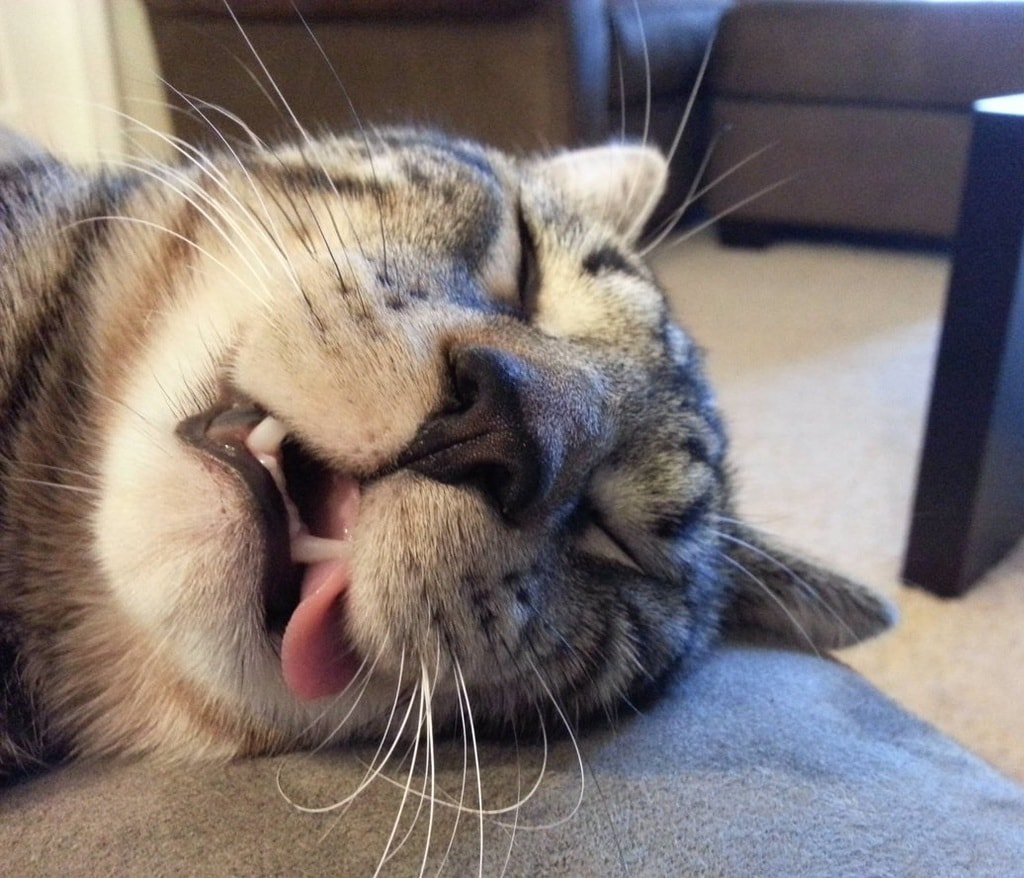 Доброе утро кот