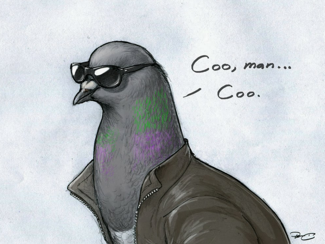 Голубь в очках