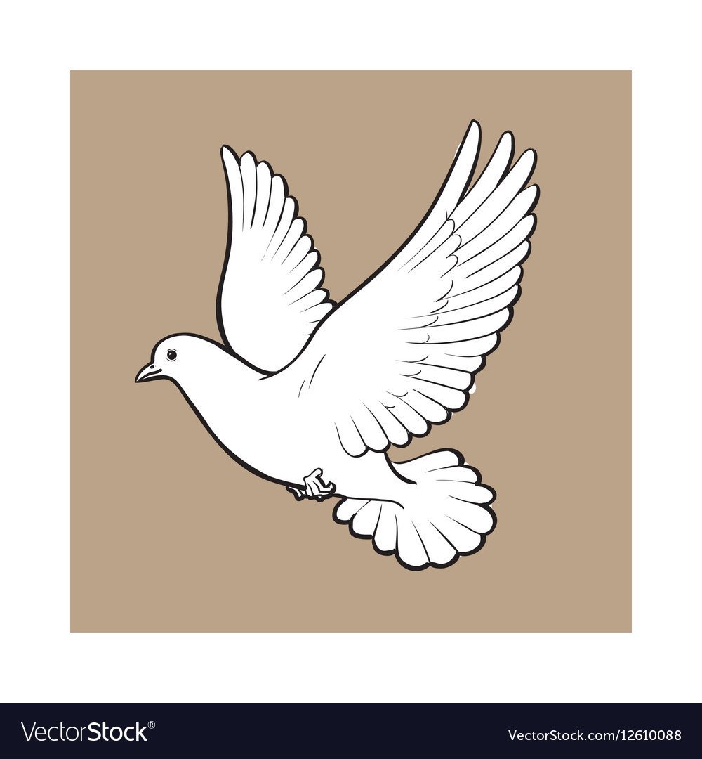 Белый голубь рисунок