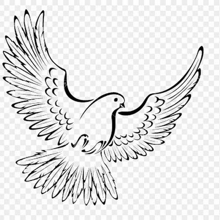 Голубь Графика