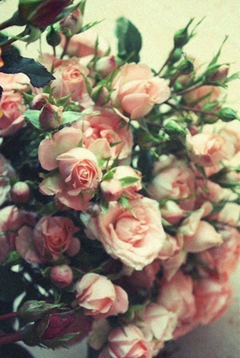 Сорт розы Юниверс