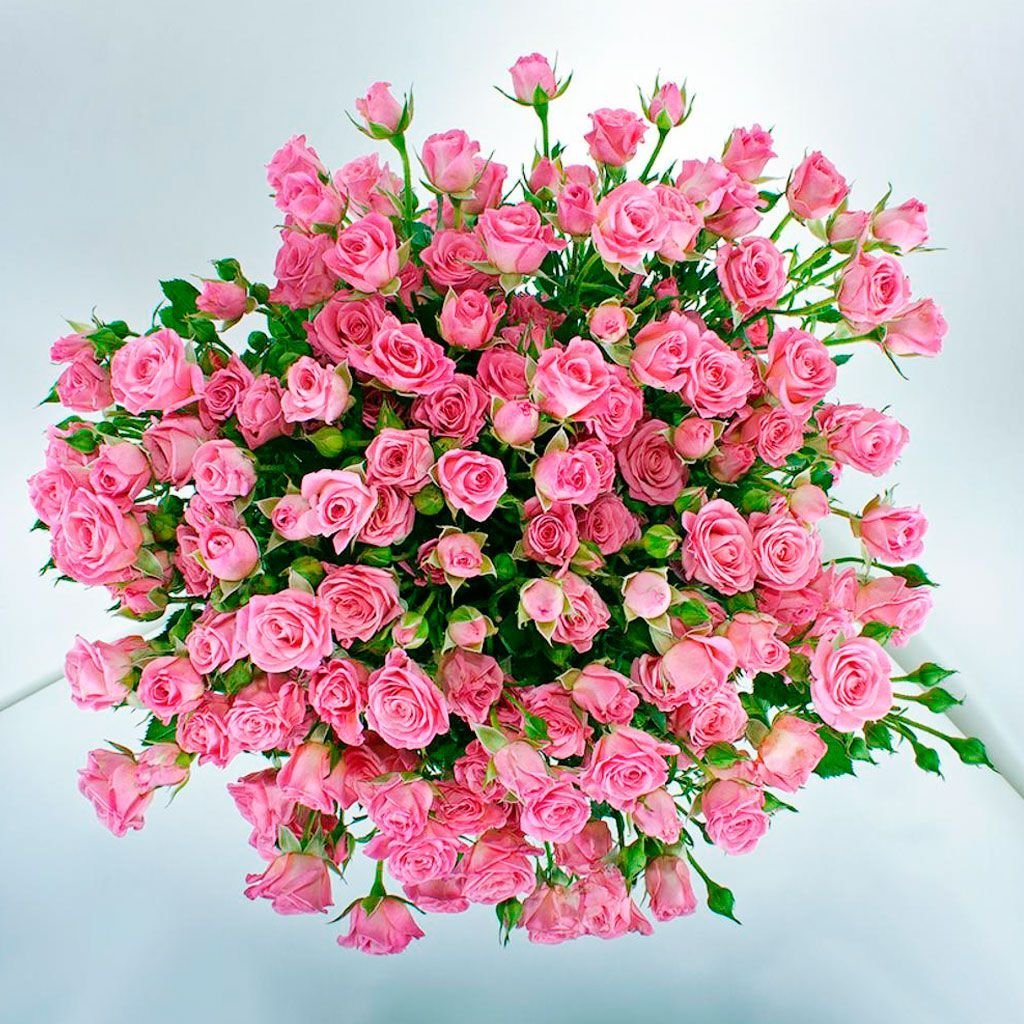 Роза кустовая Gelato