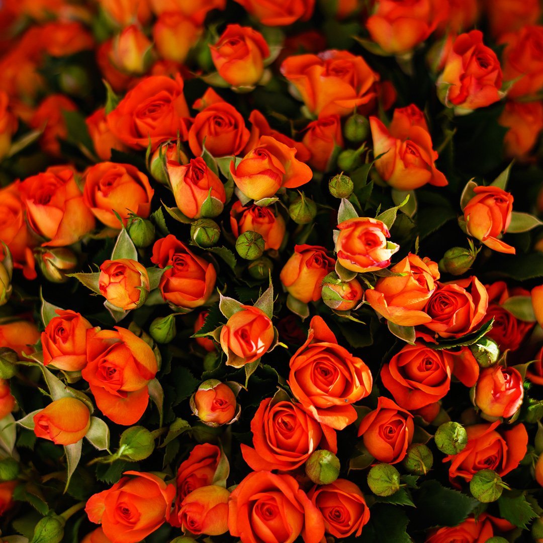 Роза кустовая Сансерре