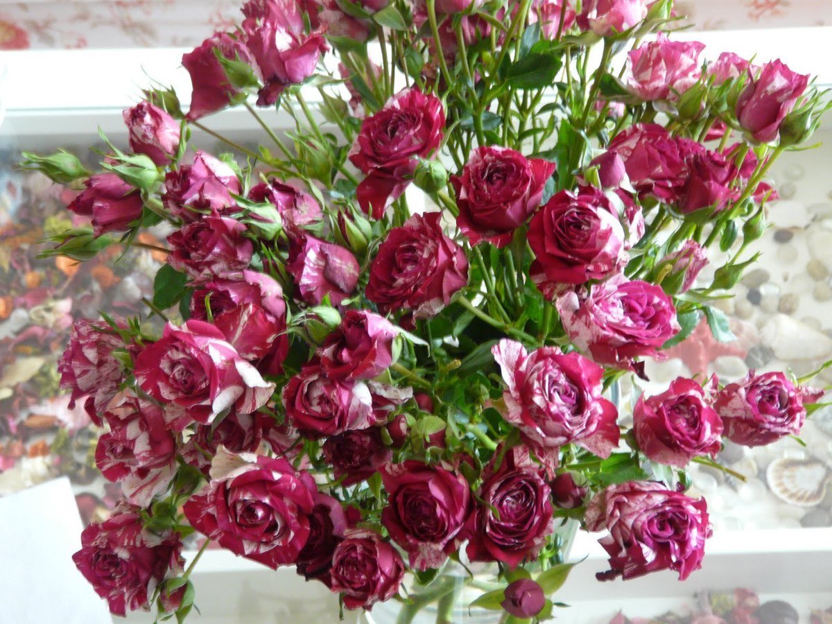 Бегония мелкие розовые розочки