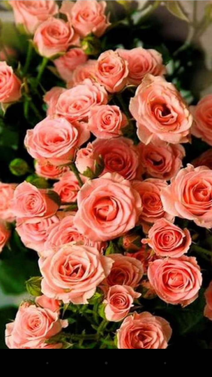 Маленькие красные розы