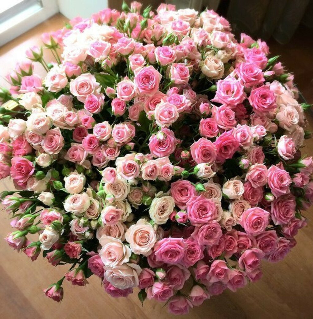 Роза кустовая Гизель