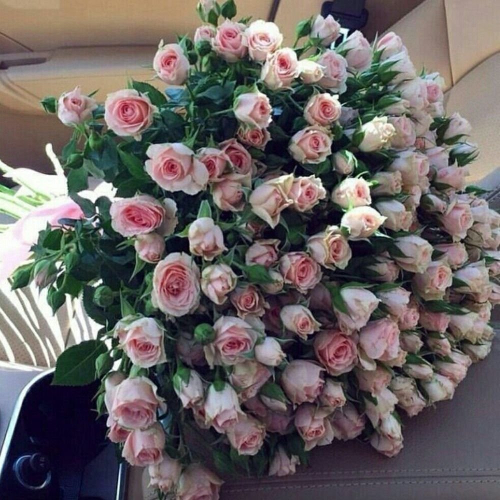 Роза кустовая Динара