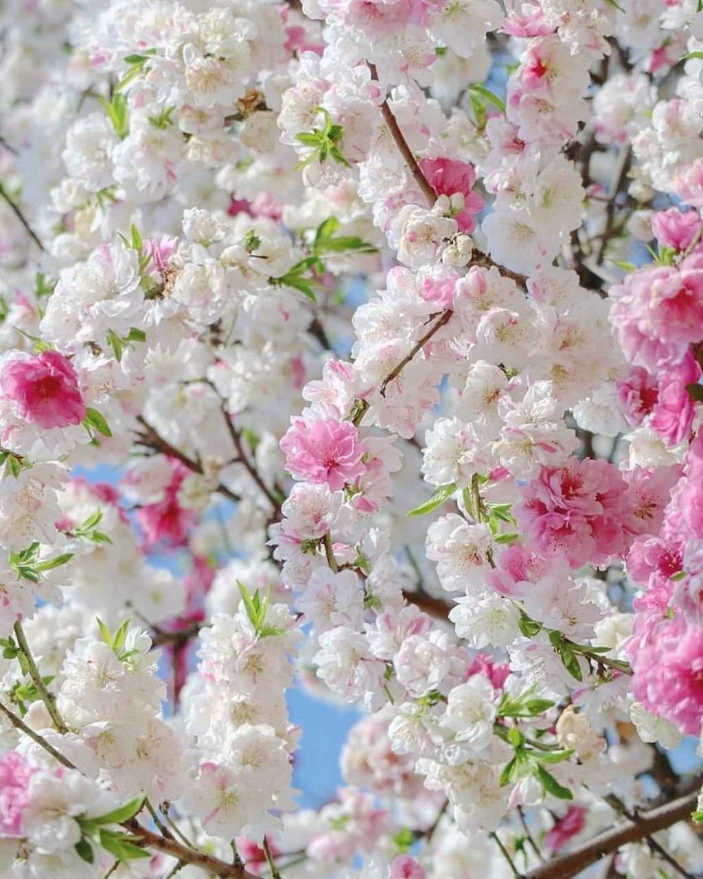 Весна цветут сады