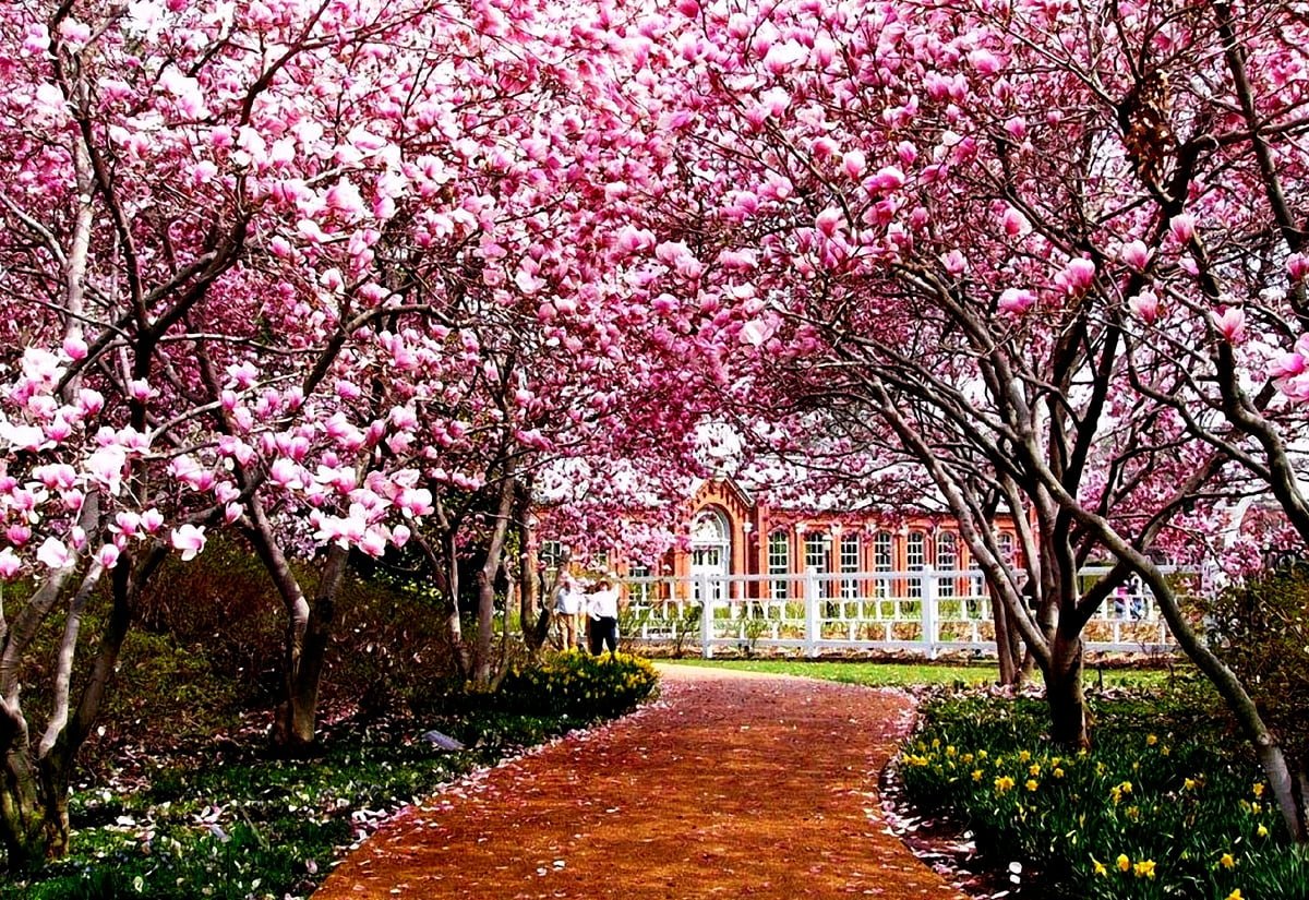 Цветущий сад