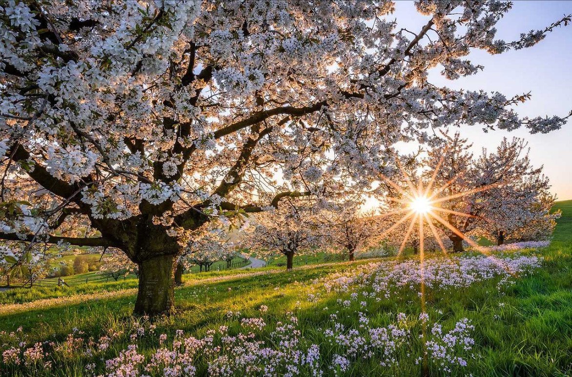 Цветущее дерево