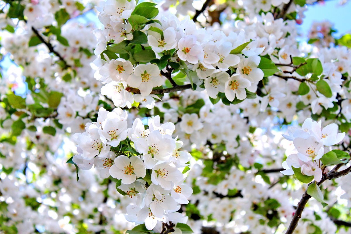 Цветение яблоня мартовское