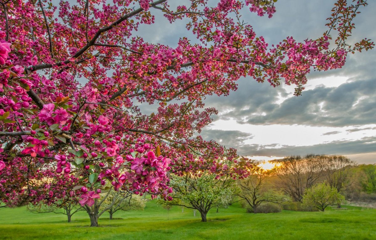 Весна природа