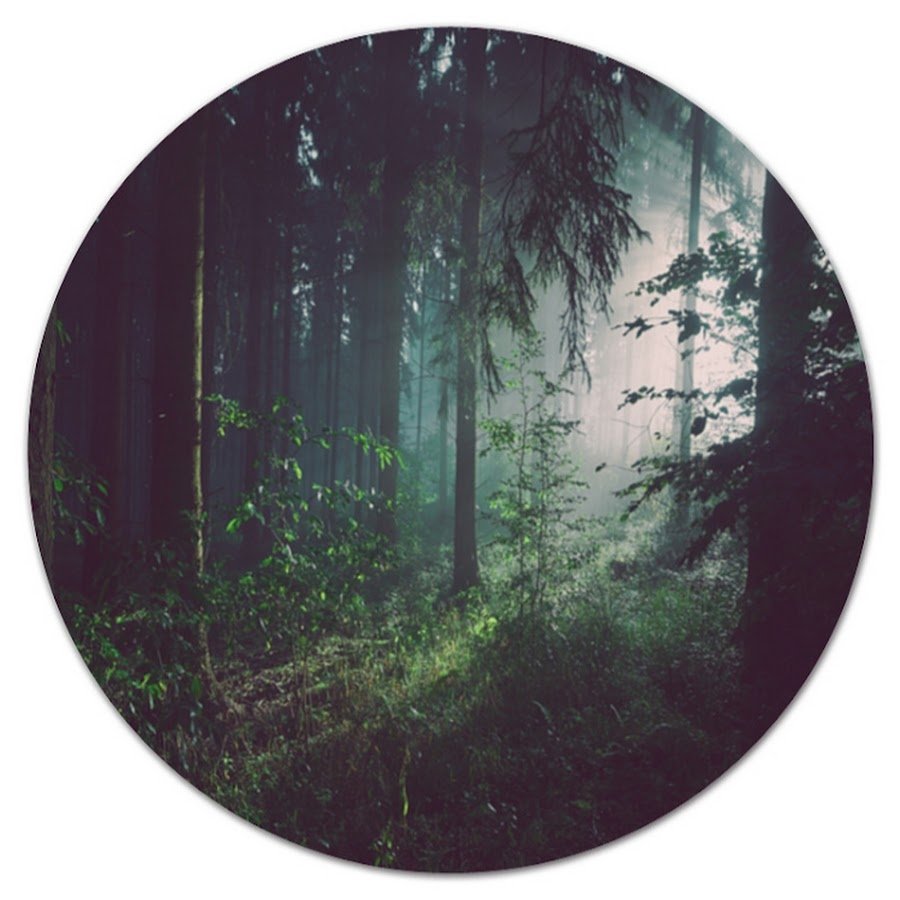 Лес в круге