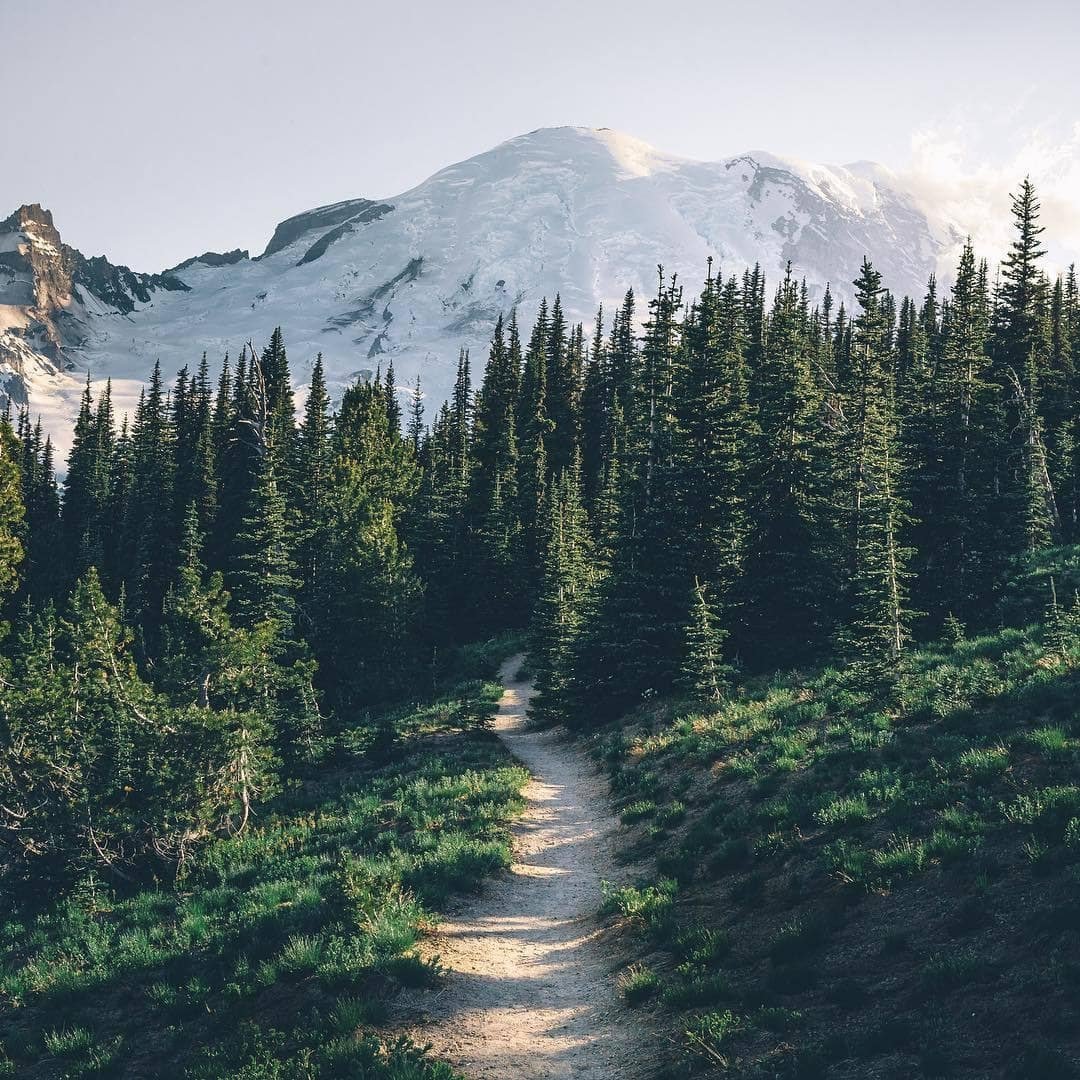 Тайга (хвойные леса) Сыктывкар